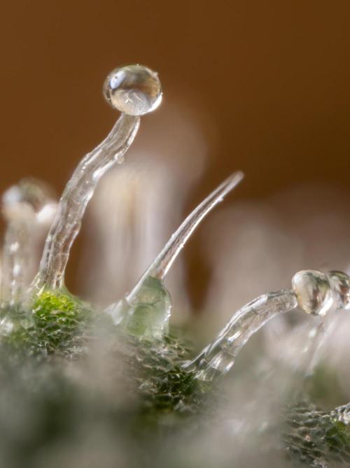 Blue Widow 🕷️  - Zamnesia x B&B. Week 11
