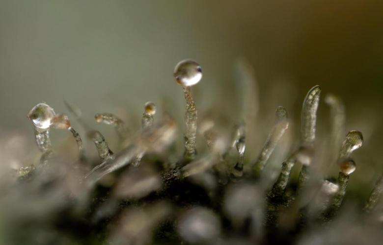 Blue Widow 🕷️  - Zamnesia x B&B. Week 11