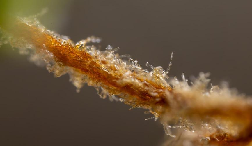 Blue Widow 🕷️  - Zamnesia x B&B. Week 11