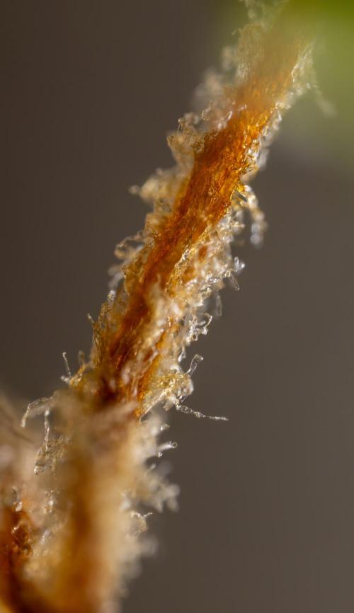 Blue Widow 🕷️  - Zamnesia x B&B. Week 11