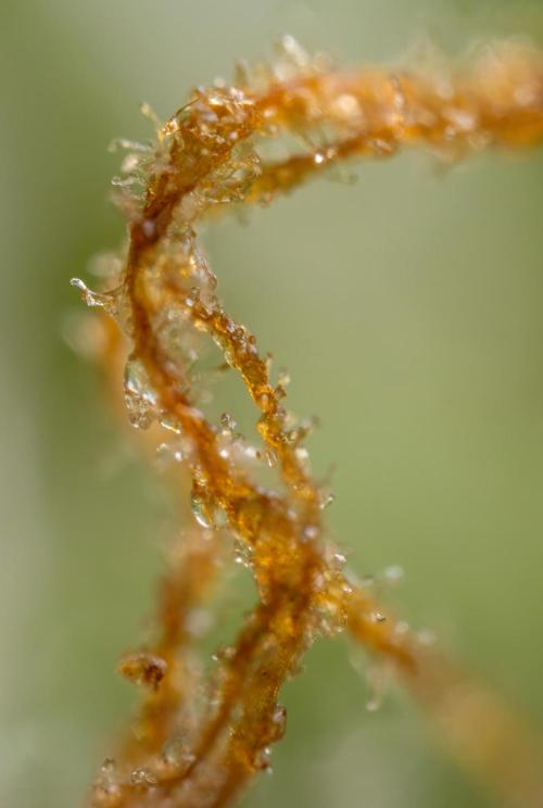 Blue Widow 🕷️  - Zamnesia x B&B. Week 11
