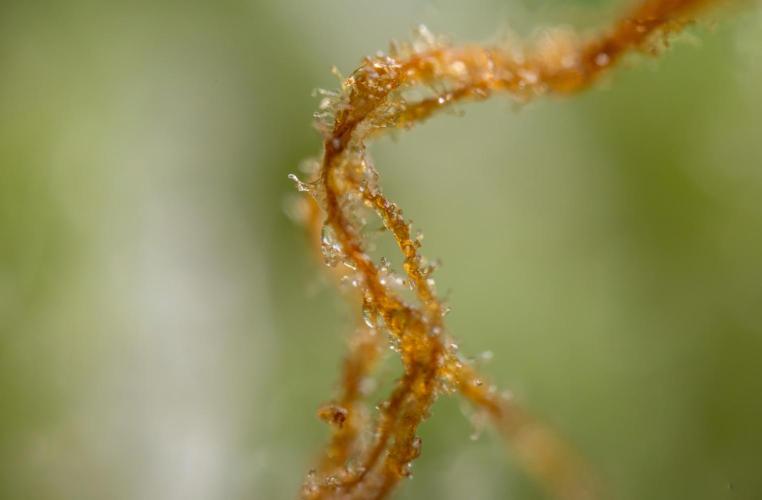 Blue Widow 🕷️  - Zamnesia x B&B. Week 11