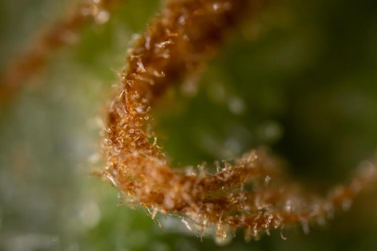 Blue Widow 🕷️  - Zamnesia x B&B. Week 11