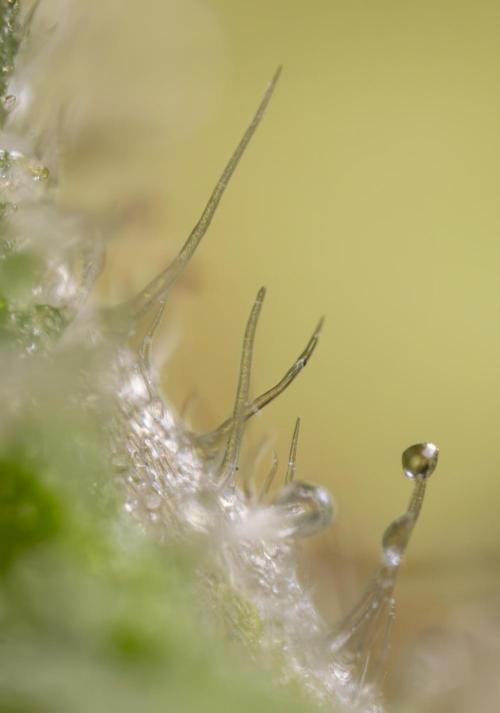 Blue Widow 🕷️  - Zamnesia x B&B. Week 11