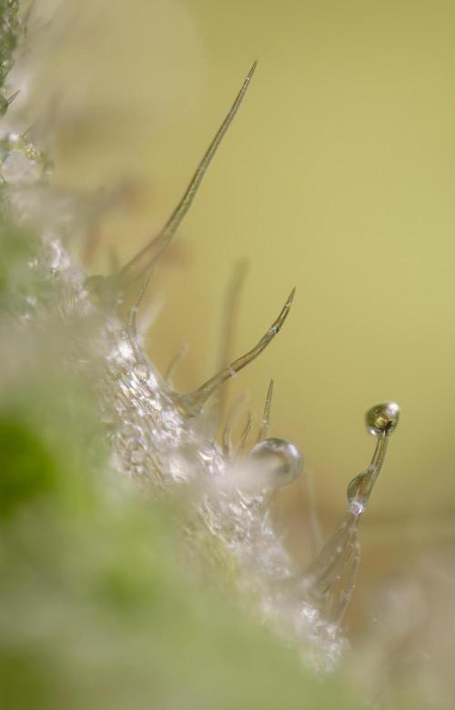 Blue Widow 🕷️  - Zamnesia x B&B. Week 11