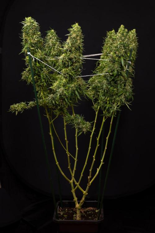 PBB  🥜- Zamnesia x B&B. Week 14 - Peanut Butter Breath Week 14 - harvest Day