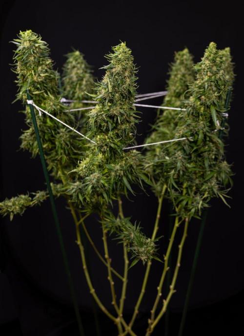 PBB  🥜- Zamnesia x B&B. Week 14 - Peanut Butter Breath Week 14 - harvest Day