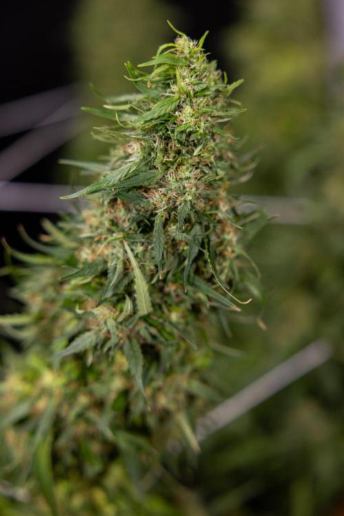 PBB  🥜- Zamnesia x B&B. Week 14 - Peanut Butter Breath Week 14 - harvest Day