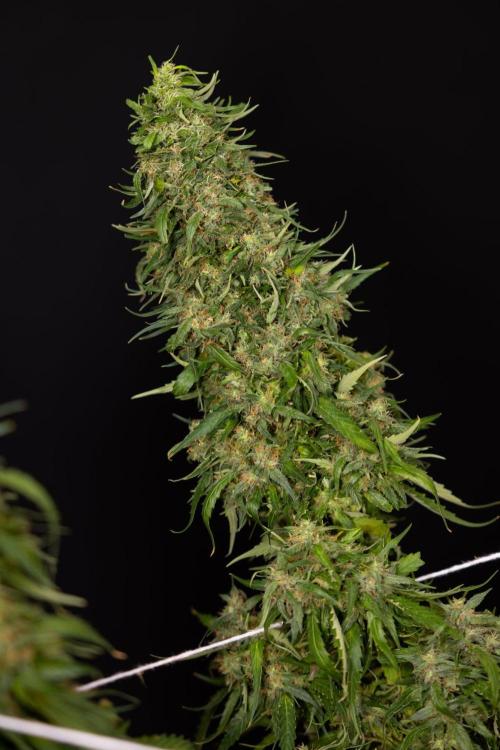 PBB  🥜- Zamnesia x B&B. Week 14 - Peanut Butter Breath Week 14 - harvest Day