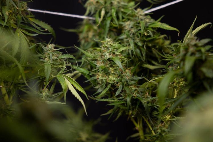 PBB  🥜- Zamnesia x B&B. Week 14 - Peanut Butter Breath Week 14 - harvest Day