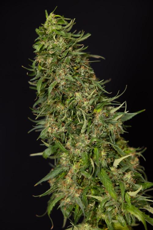 PBB  🥜- Zamnesia x B&B. Week 14 - Peanut Butter Breath Week 14 - harvest Day