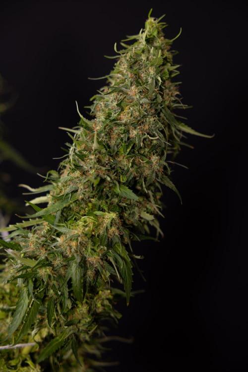 PBB  🥜- Zamnesia x B&B. Week 14 - Peanut Butter Breath Week 14 - harvest Day