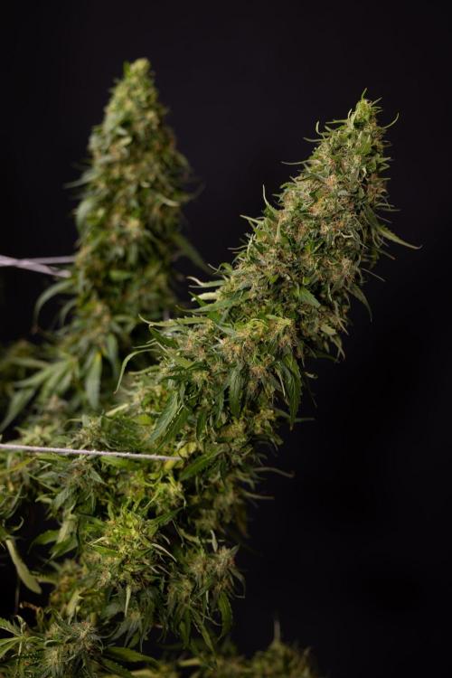 PBB  🥜- Zamnesia x B&B. Week 14 - Peanut Butter Breath Week 14 - harvest Day