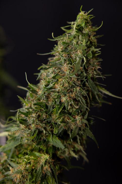 PBB  🥜- Zamnesia x B&B. Week 14 - Peanut Butter Breath Week 14 - harvest Day