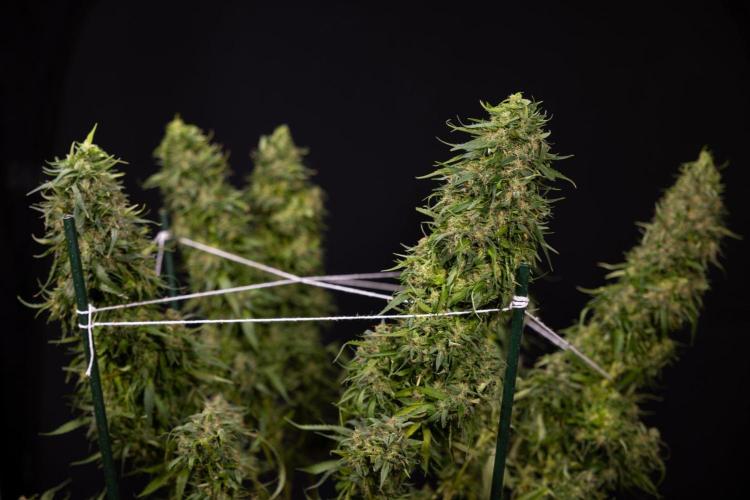 PBB  🥜- Zamnesia x B&B. Week 14 - Peanut Butter Breath Week 14 - harvest Day