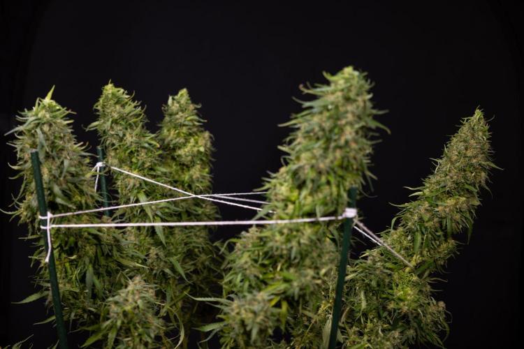 PBB  🥜- Zamnesia x B&B. Week 14 - Peanut Butter Breath Week 14 - harvest Day