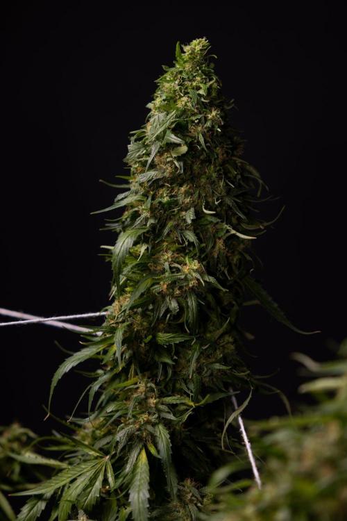 PBB  🥜- Zamnesia x B&B. Week 14 - Peanut Butter Breath Week 14 - harvest Day