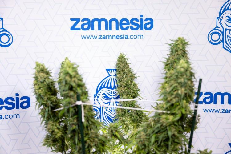 PBB  🥜- Zamnesia x B&B. Week 14 - Peanut Butter Breath Week 14 - harvest Day