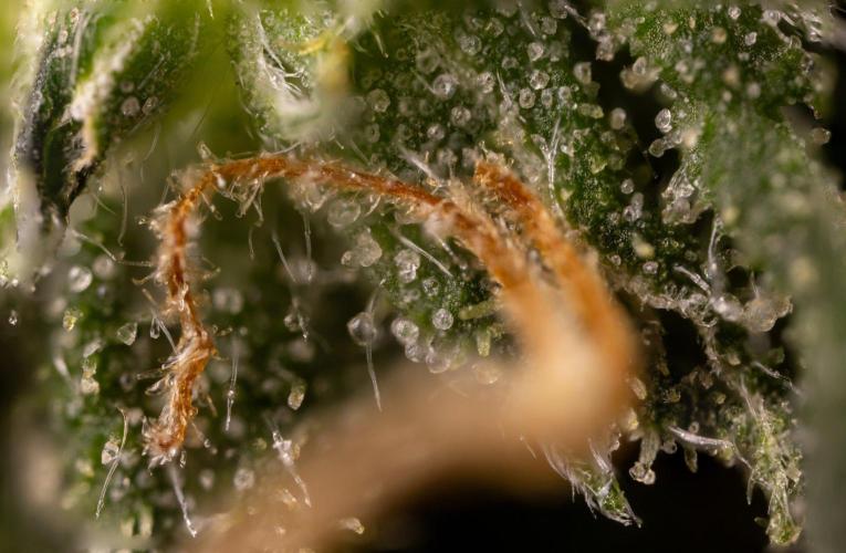 PBB  🥜- Zamnesia x B&B. Week 14 - Peanut Butter Breath - Micro Worlds 