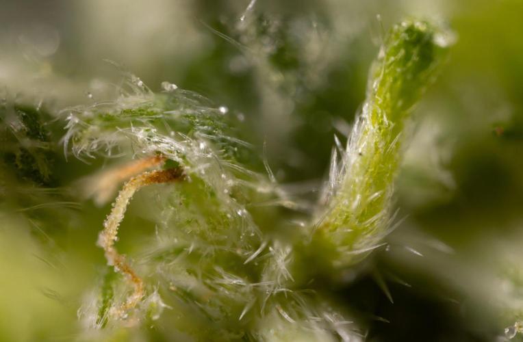 PBB  🥜- Zamnesia x B&B. Week 14 - Peanut Butter Breath - Micro Worlds 