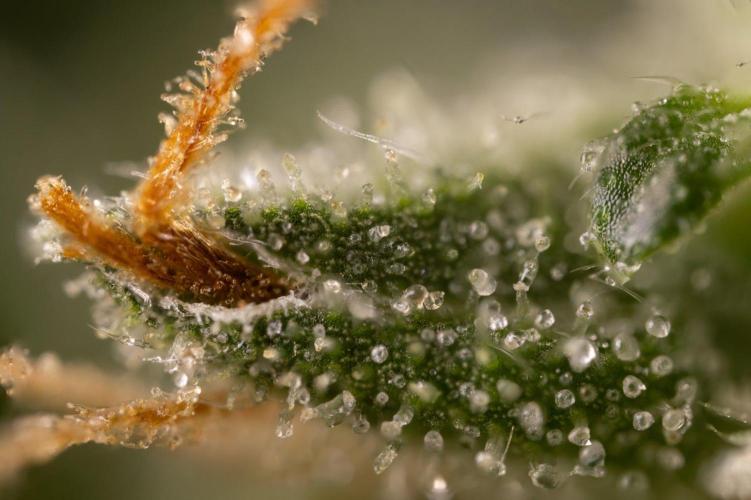 PBB  🥜- Zamnesia x B&B. Week 14 - Peanut Butter Breath - Micro Worlds 