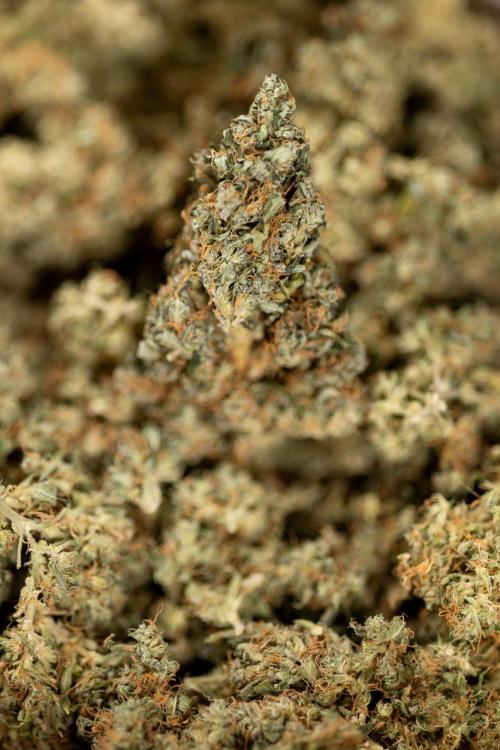 PBB  🥜- Zamnesia x B&B. Week 14 - Peanut Butter Breath - Dry Buds