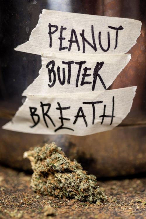 PBB  🥜- Zamnesia x B&B. Week 14 - Peanut Butter Breath - Dry Buds