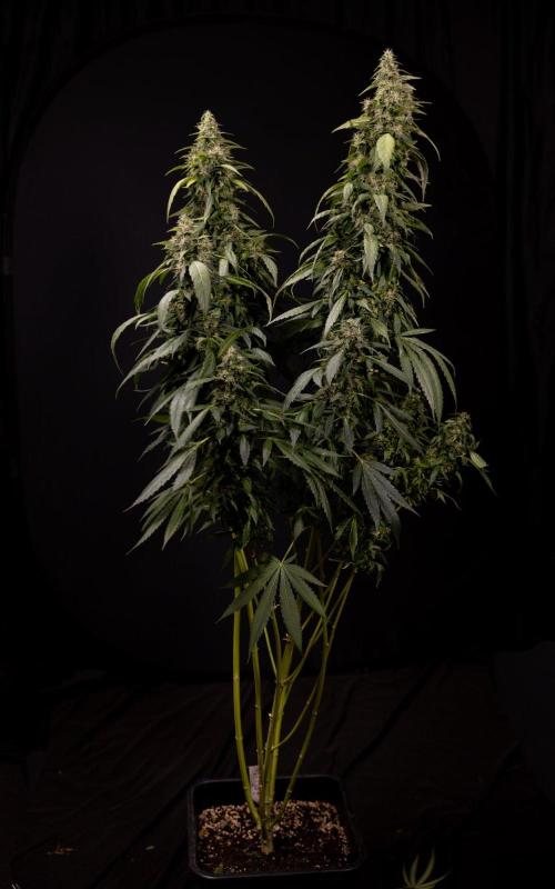 Alien OG 👽 - Zamnesia x B&B. Week 13 - Alien OG #1 - No Techniques