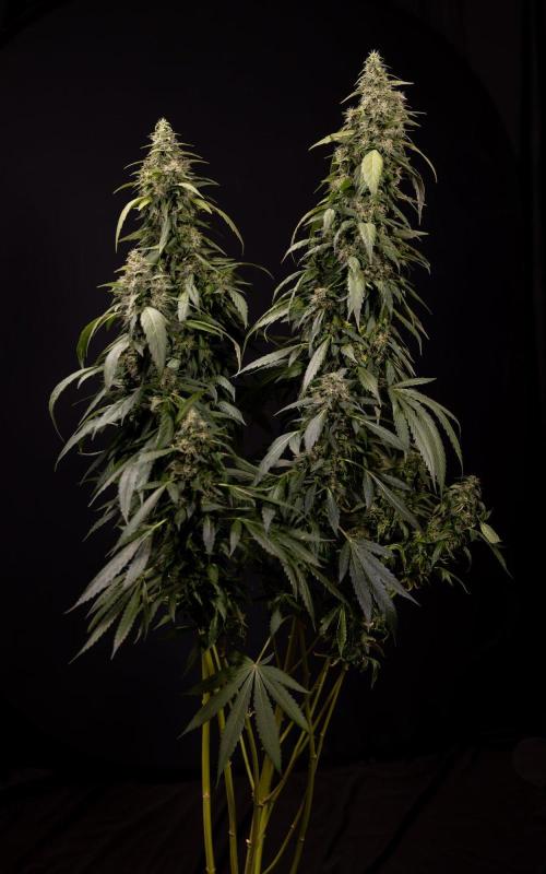 Alien OG 👽 - Zamnesia x B&B. Week 13 - Alien OG #1 - No Techniques