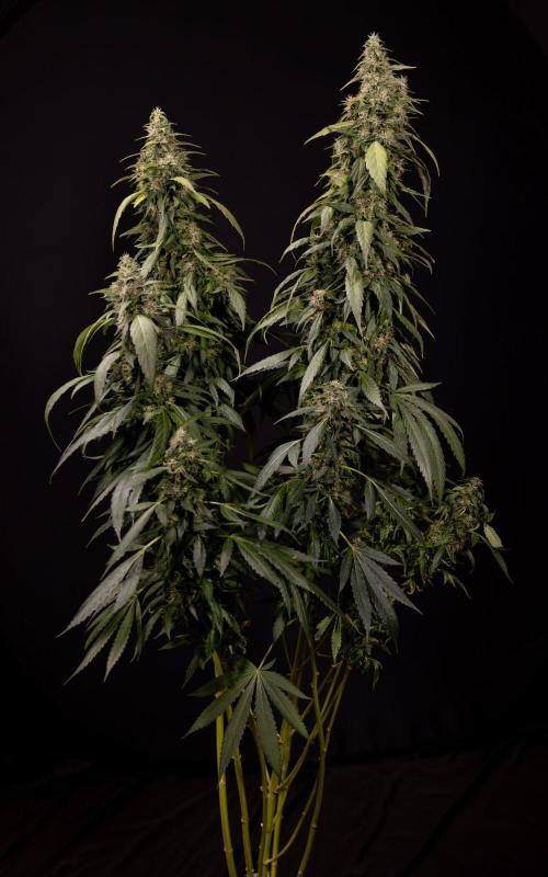 Alien OG 👽 - Zamnesia x B&B. Week 13 - Alien OG #1 - No Techniques