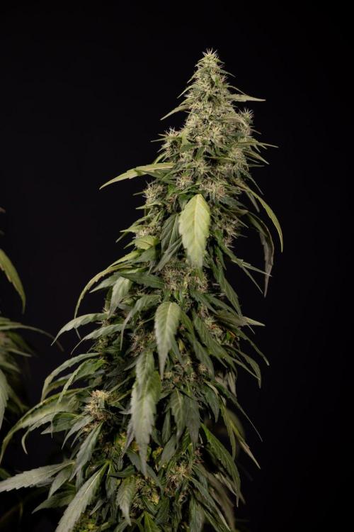 Alien OG 👽 - Zamnesia x B&B. Week 13 - Alien OG #1 - No Techniques