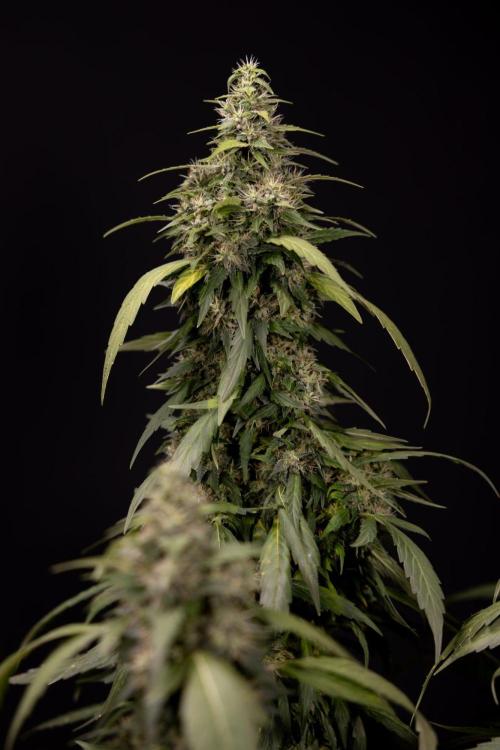 Alien OG 👽 - Zamnesia x B&B. Week 13 - Alien OG #1 - No Techniques