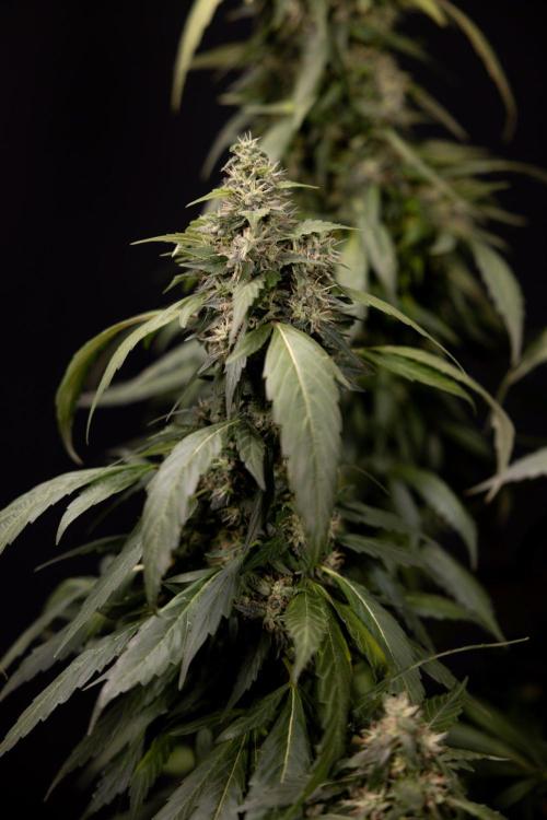 Alien OG 👽 - Zamnesia x B&B. Week 13 - Alien OG #1 - No Techniques