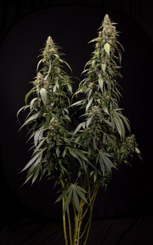 Alien OG 👽 - Zamnesia x B&B. Week 13 - Alien OG #1 - No Techniques