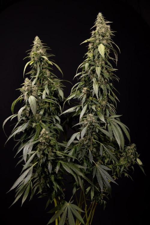 Alien OG 👽 - Zamnesia x B&B. Week 13 - Alien OG #1 - No Techniques