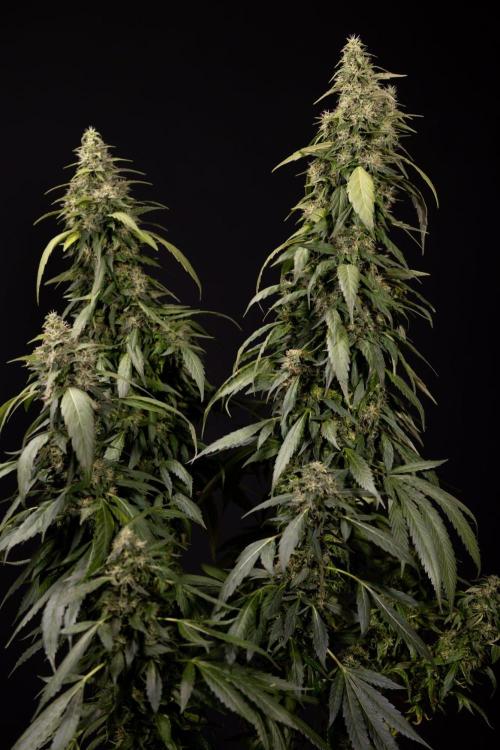 Alien OG 👽 - Zamnesia x B&B. Week 13 - Alien OG #1 - No Techniques