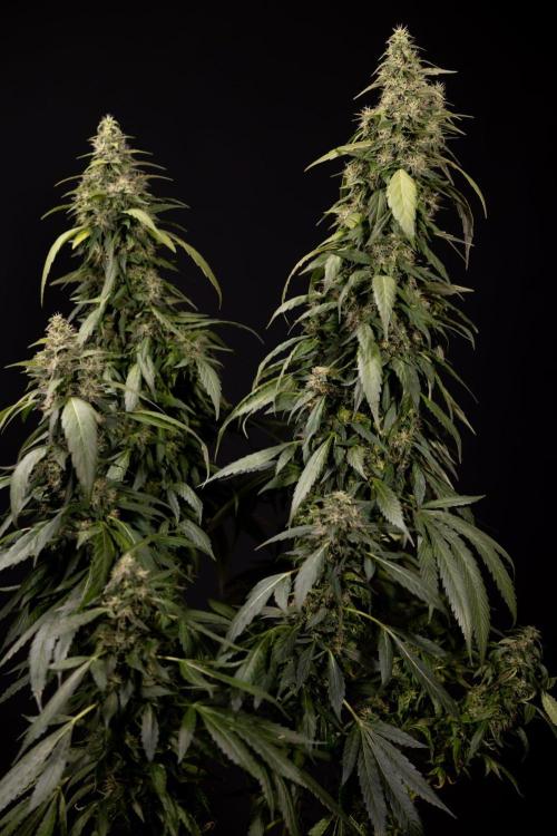 Alien OG 👽 - Zamnesia x B&B. Week 13 - Alien OG #1 - No Techniques