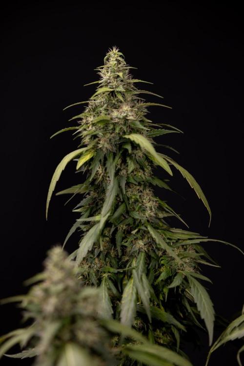 Alien OG 👽 - Zamnesia x B&B. Week 13 - Alien OG #1 - No Techniques