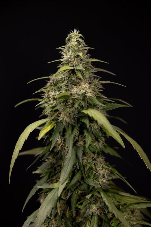 Alien OG 👽 - Zamnesia x B&B. Week 13 - Alien OG #1 - No Techniques