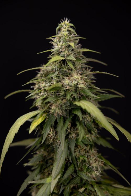 Alien OG 👽 - Zamnesia x B&B. Week 13 - Alien OG #1 - No Techniques