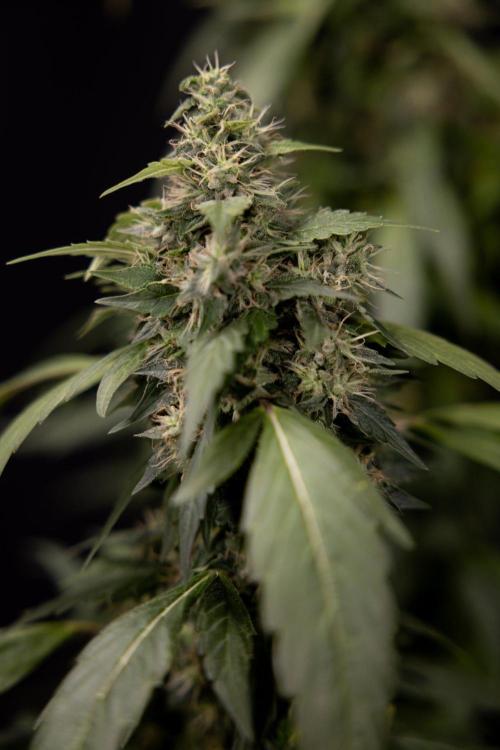 Alien OG 👽 - Zamnesia x B&B. Week 13 - Alien OG #1 - No Techniques