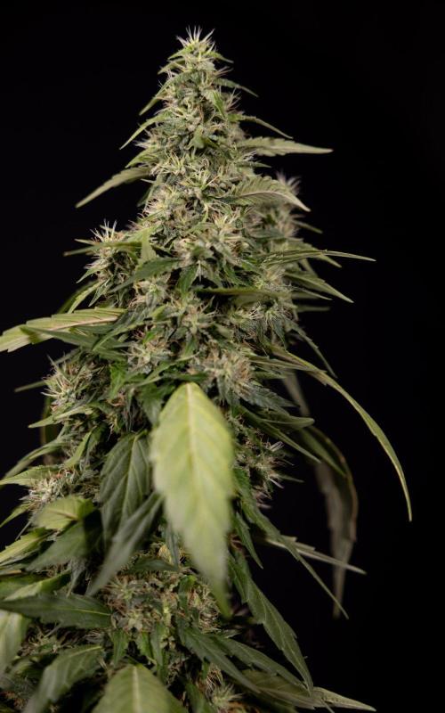 Alien OG 👽 - Zamnesia x B&B. Week 13 - Alien OG #1 - No Techniques