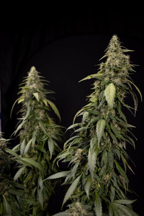 Alien OG 👽 - Zamnesia x B&B. Week 13 - Alien OG #1 - No Techniques
