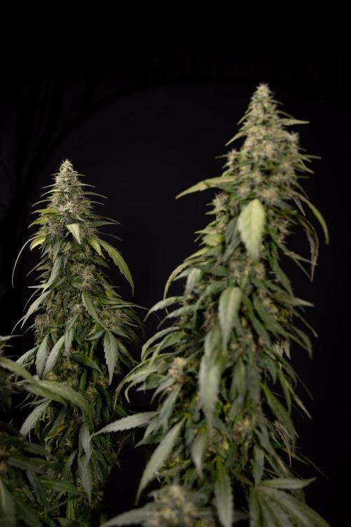 Alien OG 👽 - Zamnesia x B&B. Week 13 - Alien OG #1 - No Techniques