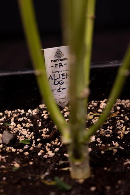 Alien OG 👽 - Zamnesia x B&B. Week 13 - Alien OG #1 - No Techniques