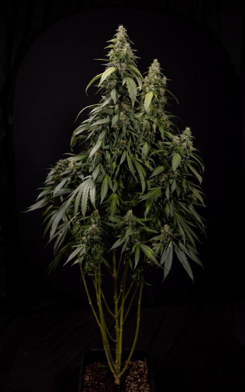 Alien OG 👽 - Zamnesia x B&B. Week 13 - Alien OG #1 - No Techniques