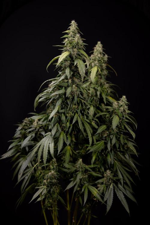 Alien OG 👽 - Zamnesia x B&B. Week 13 - Alien OG #1 - No Techniques