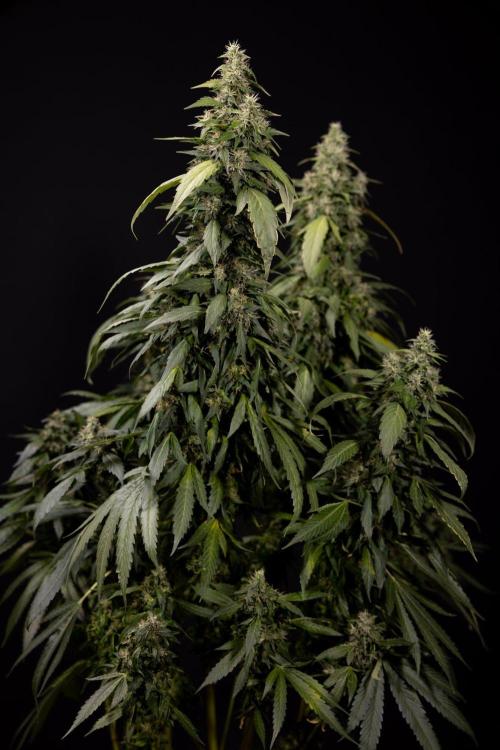 Alien OG 👽 - Zamnesia x B&B. Week 13 - Alien OG #1 - No Techniques