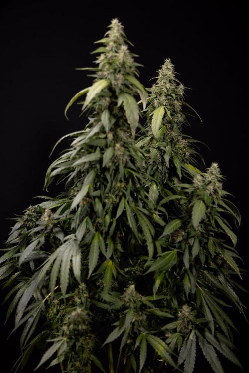 Alien OG 👽 - Zamnesia x B&B. Week 13 - Alien OG #1 - No Techniques