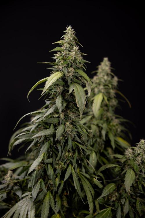 Alien OG 👽 - Zamnesia x B&B. Week 13 - Alien OG #1 - No Techniques